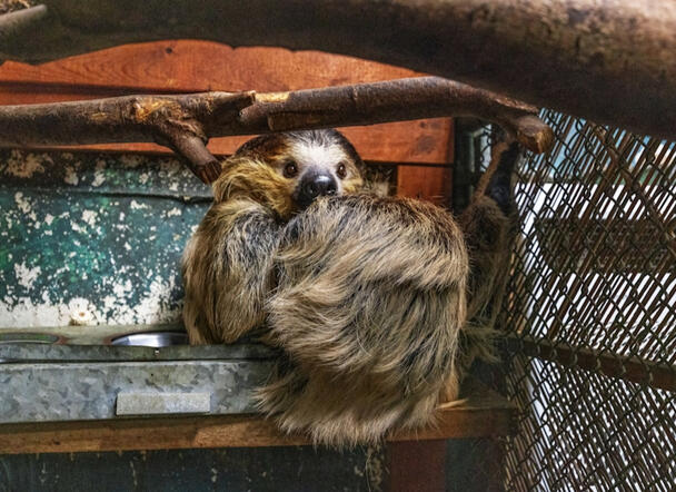 Animal Ed.Ventures zoo in Coats, NC