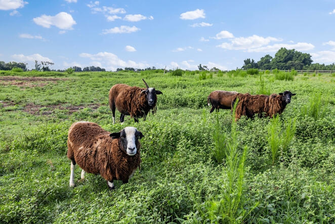 Animal Ed.Ventures animal sanctuary in Coats, NC
