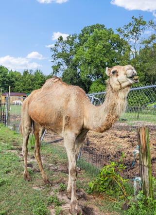 Zoo for sale in Coats, North Carolina